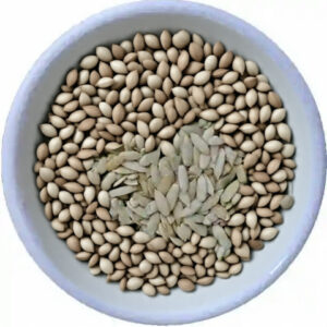 खरबूज बीज